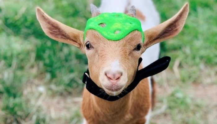 A goat with a 3D printed helmet