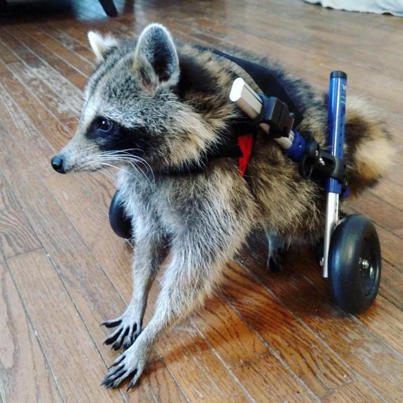 3D printing helping a racoon